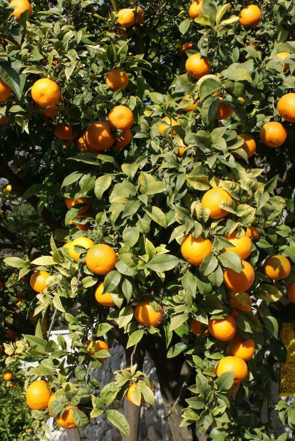 Three Oranges Trsteno Exterior foto