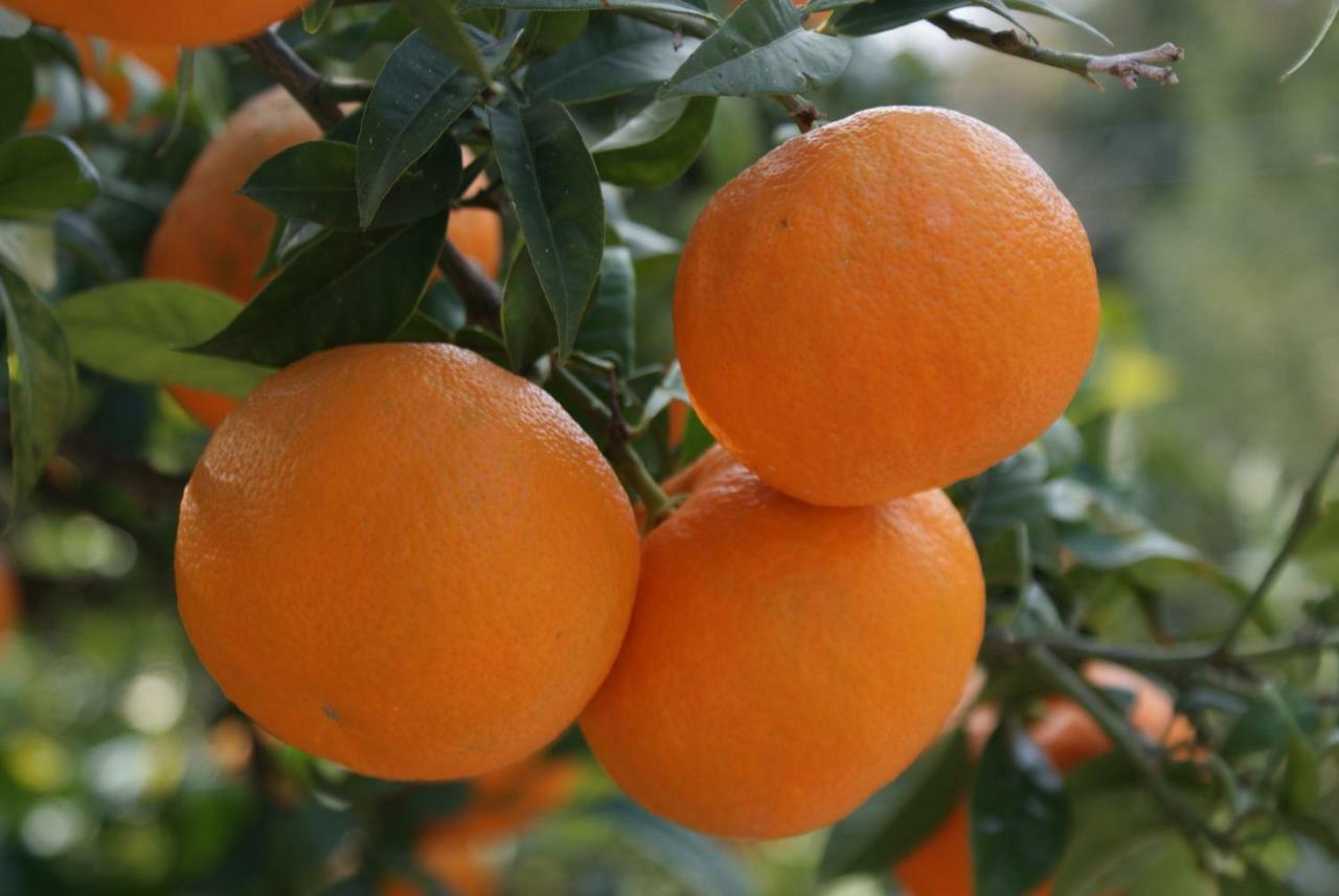 Three Oranges Trsteno Exterior foto